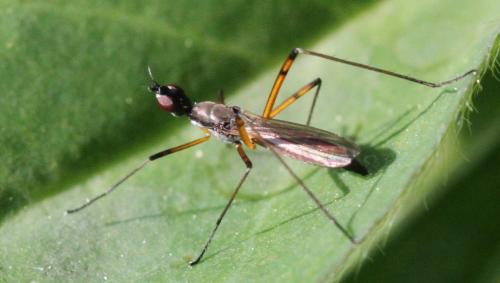 Réf. 198 161 : Micropeza corrigiolata